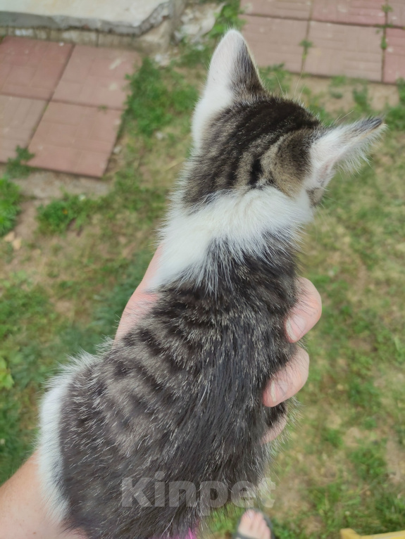 Кошки в Саратове: Котёнок девочка ищет дом Девочка, Бесплатно - фото 4