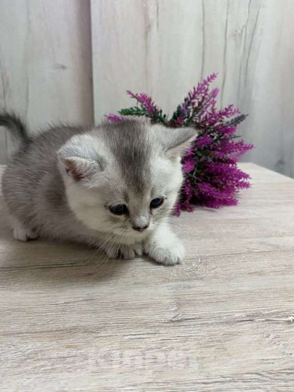 Кошки в Новосибирске: серебристый мальчик Мальчик, 10 000 руб. - фото 2