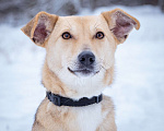 Собаки в Солнечногорске: Собака-мечта в поисках дома! Девочка, Бесплатно - фото 1