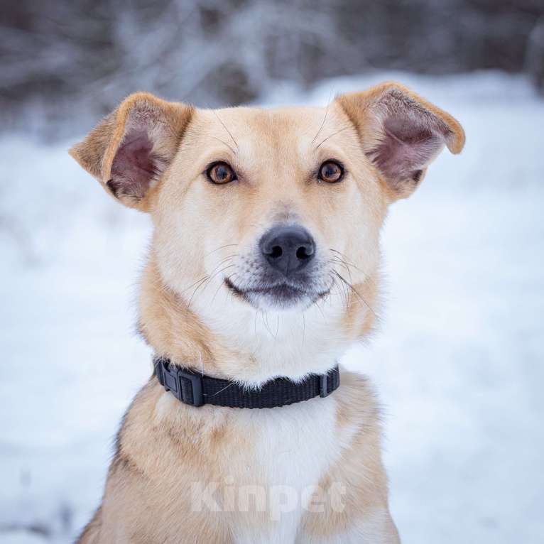 Собаки в Солнечногорске: Собака-мечта в поисках дома! Девочка, Бесплатно - фото 1