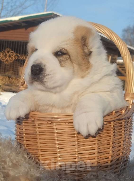 Собаки в Пскове: Среднеазиатская овчарка щенок алабай Мальчик, 70 000 руб. - фото 1