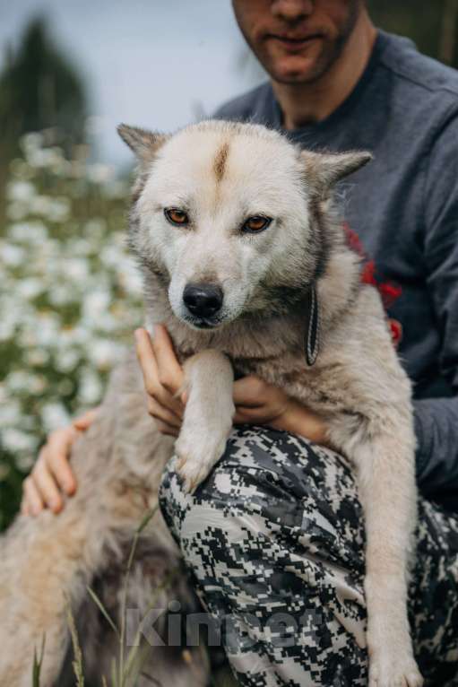 Собаки в Москве: Люси, 2 года. 10 кг в добрые руки Девочка, Бесплатно - фото 7
