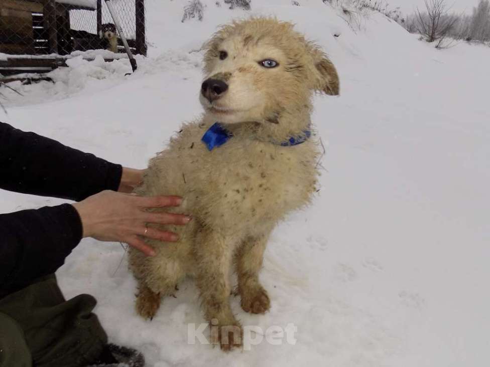 Собаки в Москве: Щенки хаски, мальчик и девочка mix Мальчик, 15 000 руб. - фото 2