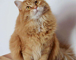 Кошки в Ливны: Сибирские котята, 8 000 руб. - фото 4