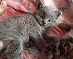 Кошки в Енисейске: Котята, 1 950 руб. - фото 8