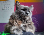 Кошки в Москве: Арнольд - харизматичный  кот компаньон в добрые руки Мальчик, 50 руб. - фото 4