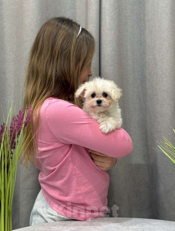 Собаки в Москве: Мальтипу мальчик 2 Мальчик, 150 000 руб. - фото 6