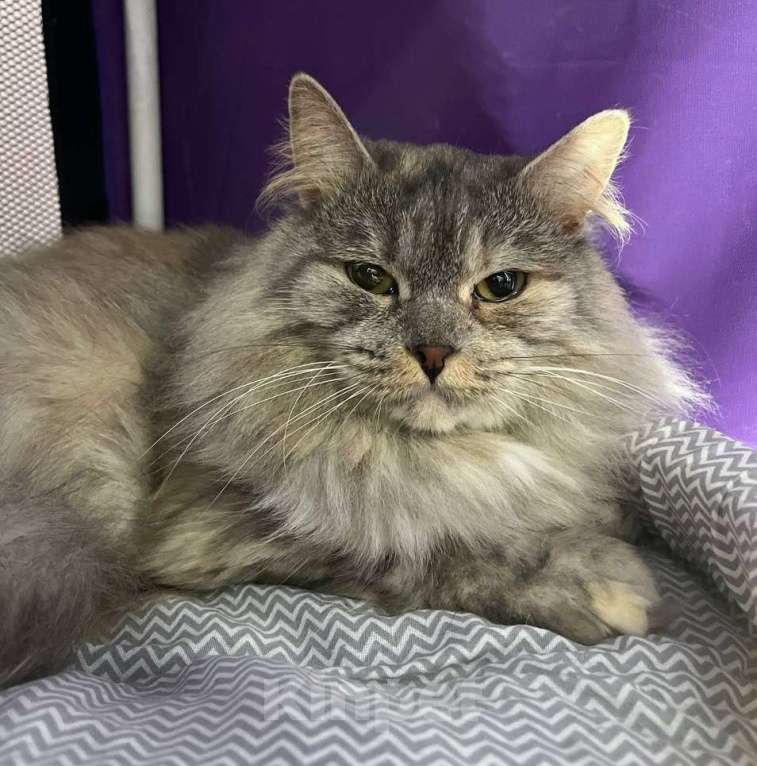 Кошки в Москве: Кошка-императрица Девочка, Бесплатно - фото 5