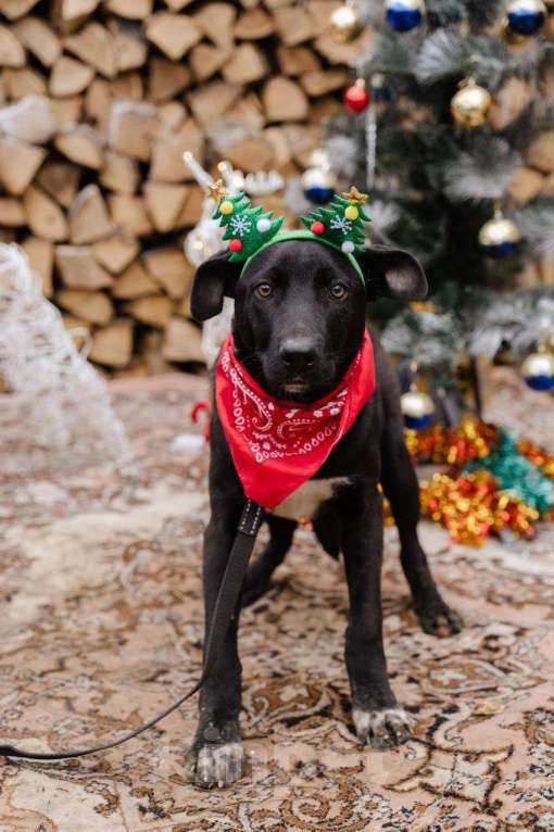 Собаки в Москве: Щенок-подросток ищет дом Мальчик, Бесплатно - фото 2