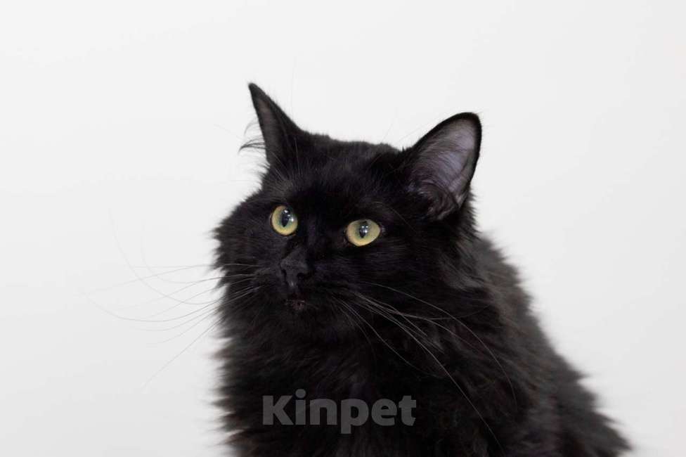 Кошки в Москве: Кошка Текила в добрые руки Девочка, Бесплатно - фото 4