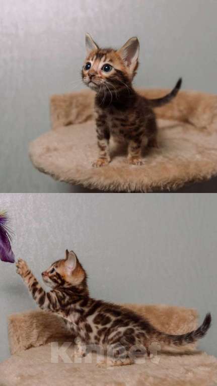 Кошки в Санкт-Петербурге: Бенгальские котята шоу класса  Девочка, Бесплатно - фото 5