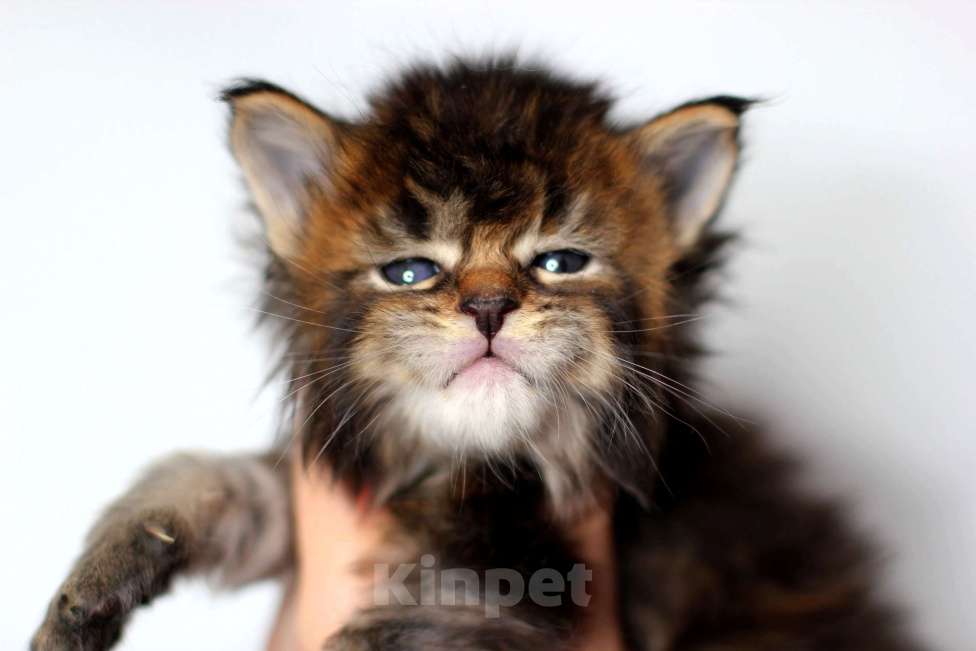 Кошки в Пушкине: Шикарная девочка, ласковый, красивый котенок Девочка, 35 000 руб. - фото 1