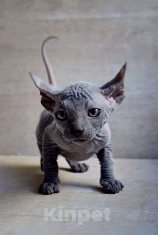 Кошки в Краснодаре: Котёнок Сфинкс Эльф Мальчик, Бесплатно - фото 2