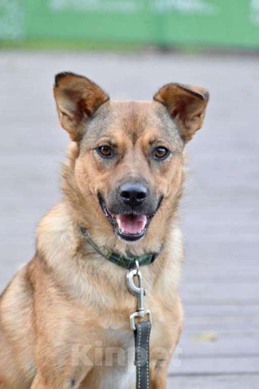 Собаки в Красногорске: Маленькая молодая собачка Каштанка ждёт в приюте своего хозяина Девочка, Бесплатно - фото 2