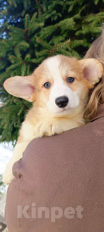 Собаки в Дмитрове: Корги щенки Девочка, 40 000 руб. - фото 8