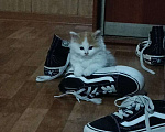 Кошки в Владикавказе: котёнка в добрые руки Мальчик, 1 руб. - фото 3