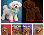 Собаки в Москве: Щенки Мальтипу Мальчик, 100 000 руб. - фото 5