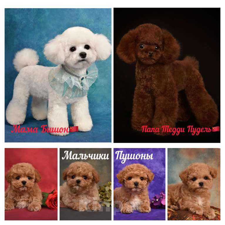 Собаки в Москве: Щенки Мальтипу Мальчик, 100 000 руб. - фото 5