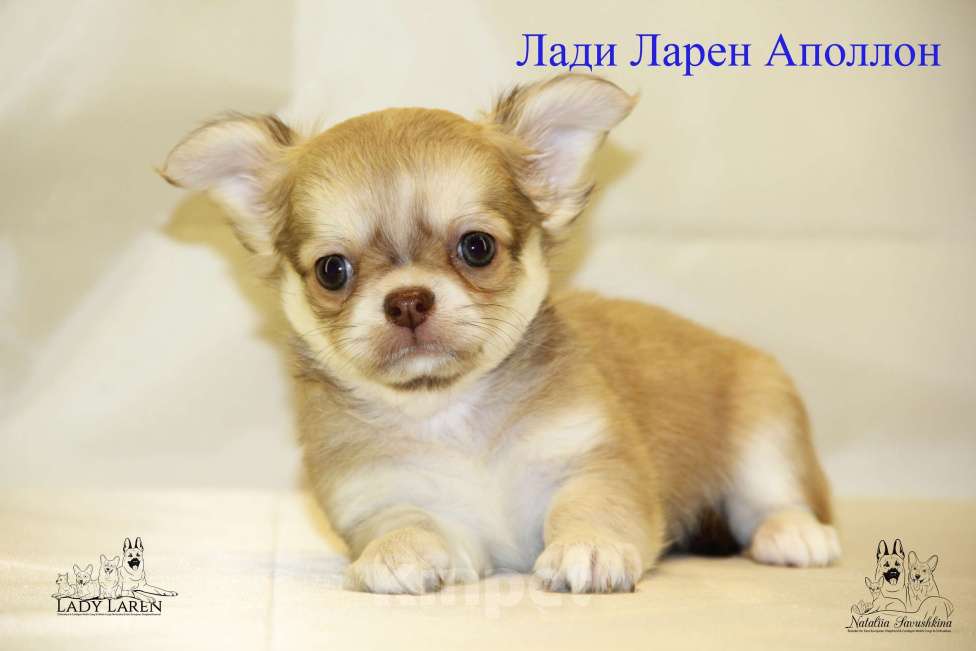 Собаки в Москве: Щенки чихуахуа  Мальчик, Бесплатно - фото 4