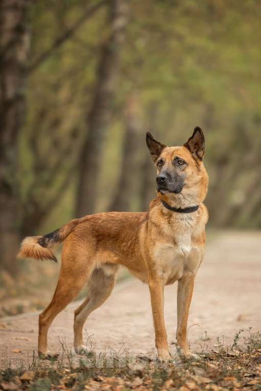 Собаки в Москве: Рыжик Мальчик, Бесплатно - фото 5