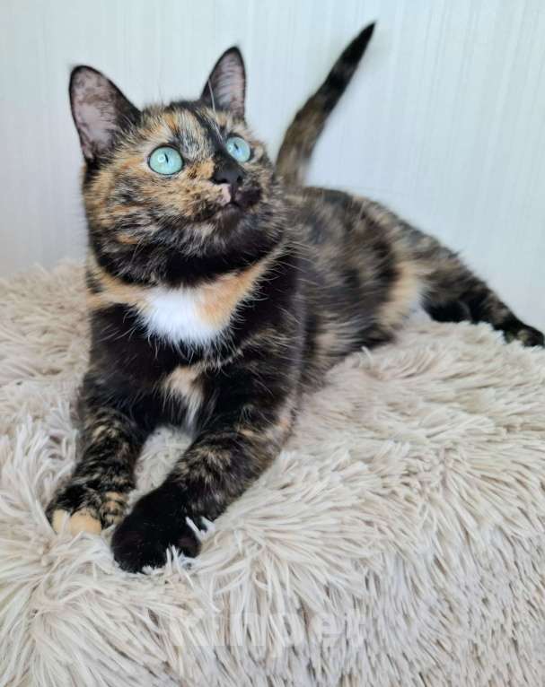 Кошки в Москве: Амели будет на выставке-пристройстве в Москве Девочка, Бесплатно - фото 2