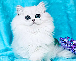 Кошки в Москве: Британский длинношерстный серебристая шиншилла Мальчик, 25 000 руб. - фото 1