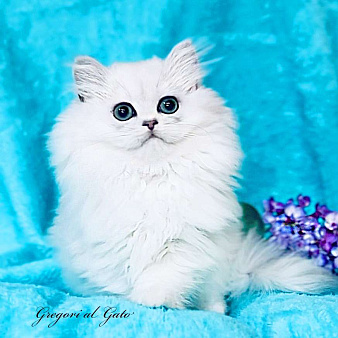 Британский длинношерстный серебристая шиншилла