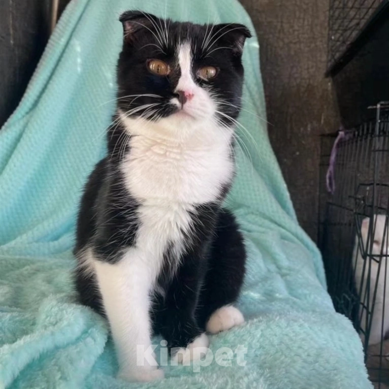 Кошки в Москве: Ласковый котенок Бантик Мальчик, Бесплатно - фото 3