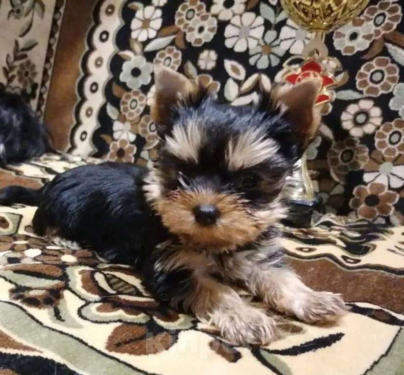 Собаки в Самаре: Детки йорки, 1 руб. - фото 10