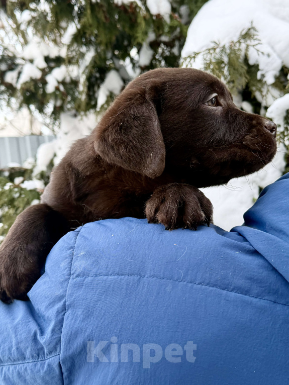 Собаки в Москве: Щенки лабрадора  Мальчик, 80 000 руб. - фото 4