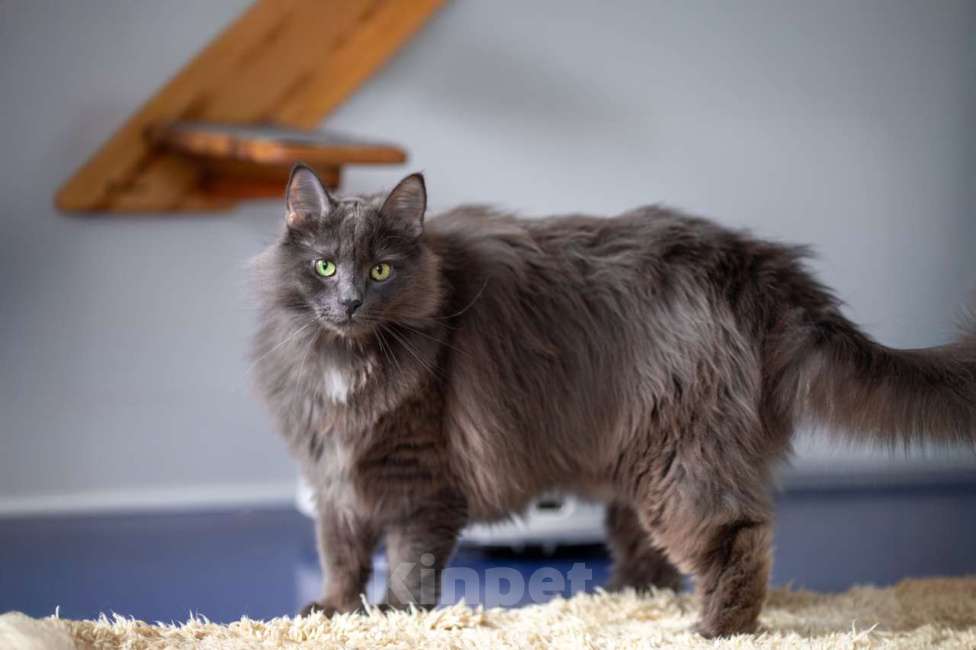 Кошки в Москве: Вульф Мальчик, Бесплатно - фото 2