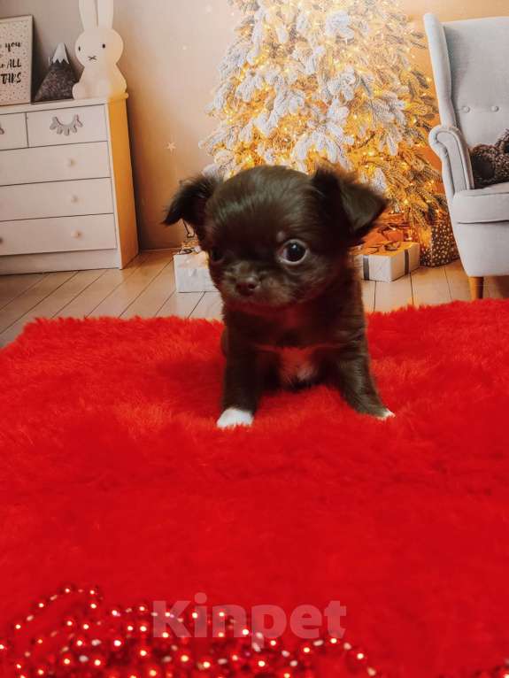 Собаки в Санкт-Петербурге: Шоколадная девочка Девочка, 80 000 руб. - фото 3