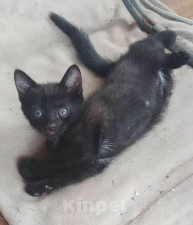 Кошки в Туле: Сладкий мальчик и обаятельное солнышко ищет дом. Мальчик, Бесплатно - фото 2