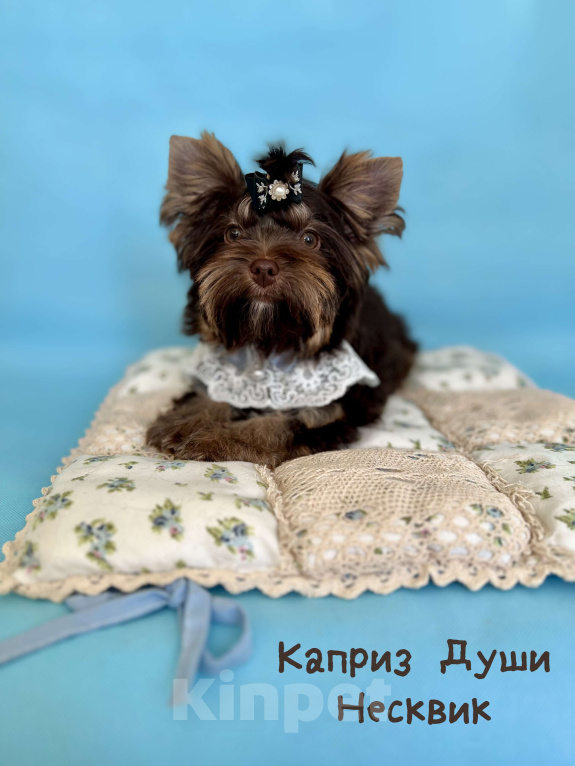 Собаки в Сосновом Бору: Мальчики шоко йорка Несквик ( документы НРКА) Мальчик, 50 000 руб. - фото 2