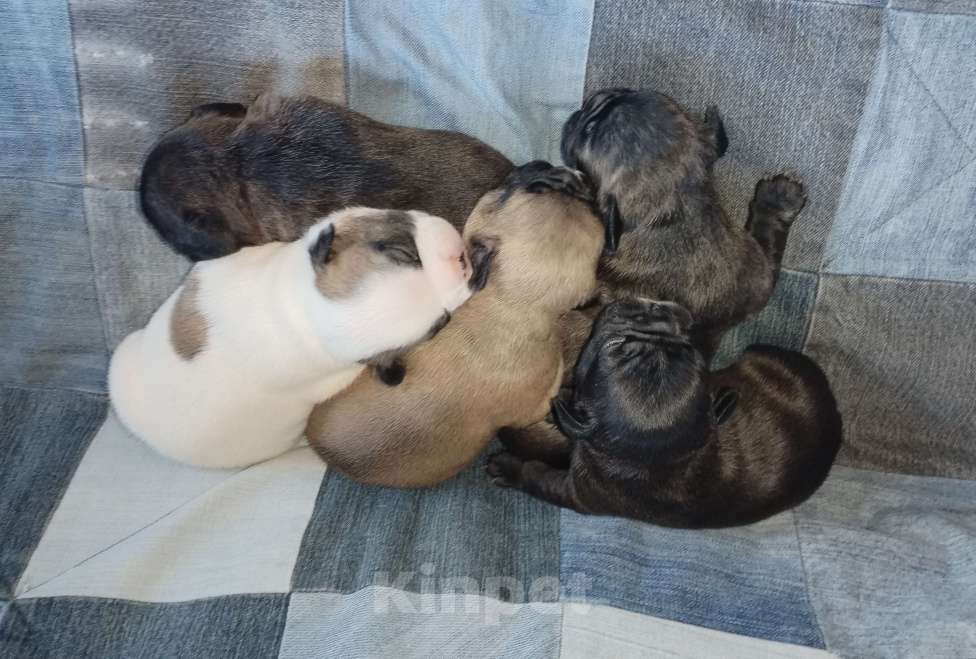 Собаки в Раменском: Щенки французского бульдога  Девочка, 20 000 руб. - фото 5