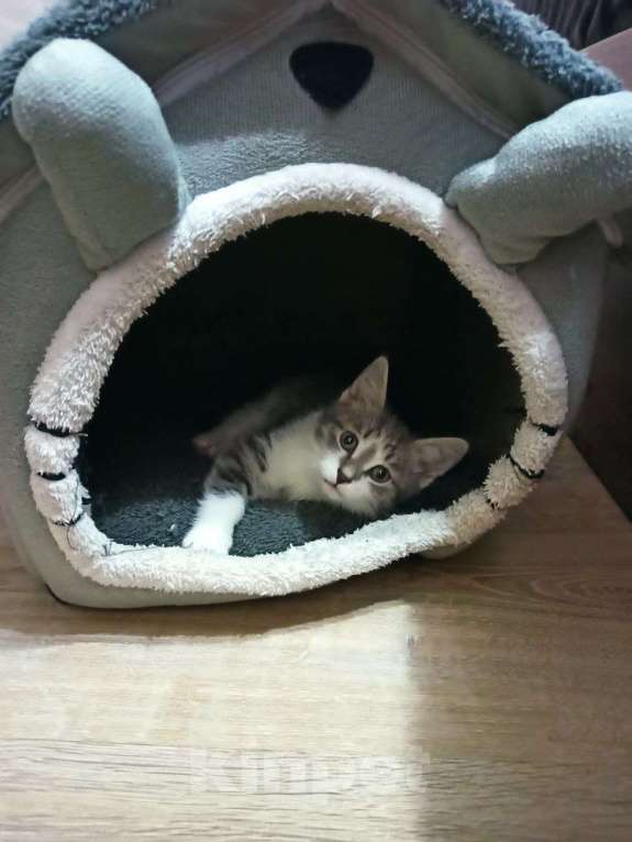 Кошки в Москве: Котенок девочка Девочка, Бесплатно - фото 5