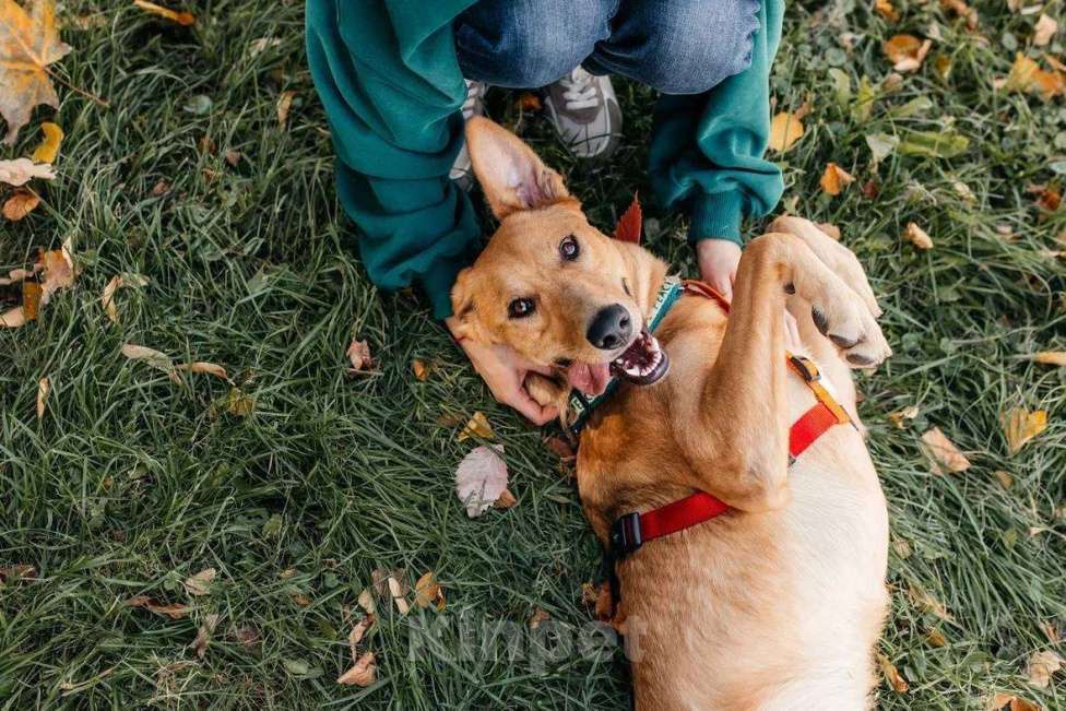Собаки в Москве: Лион- один на миллион ♥️ Мальчик, Бесплатно - фото 7