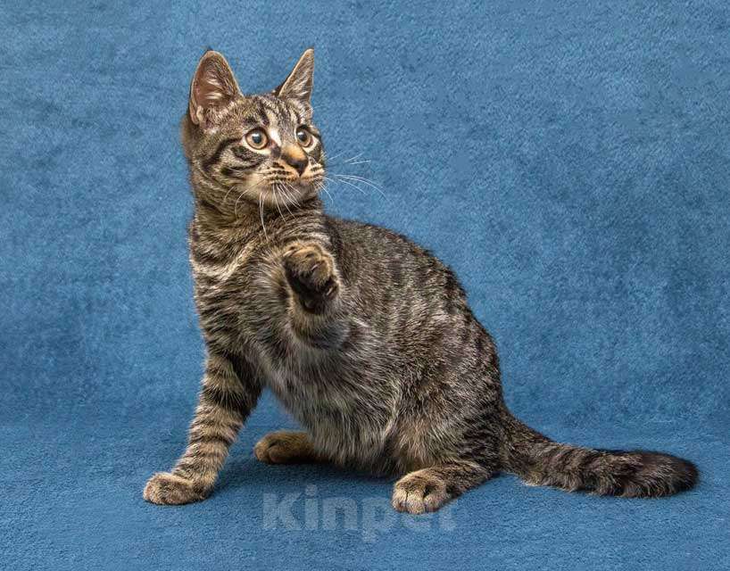 Кошки в Москве: Ласковый и нежный малыш Тигрик ищет дом и любящее сердце  Мальчик, 10 руб. - фото 3