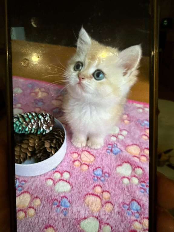 Кошки в Нижнем Новгороде: Золотая шиншилла котенок Мальчик, 25 000 руб. - фото 2