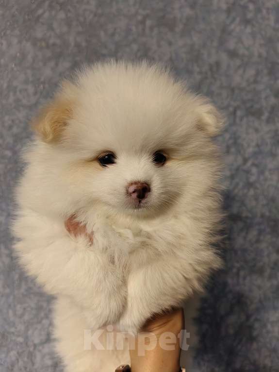 Собаки в Самаре: Немецкий шпиц Девочка, 50 000 руб. - фото 2