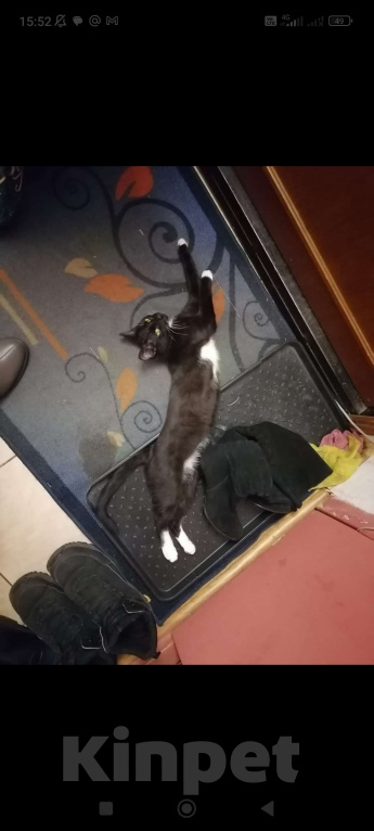 Кошки в других городах Владимирской области: Убежал чёрно-белый кот.  Мальчик, Бесплатно - фото 2