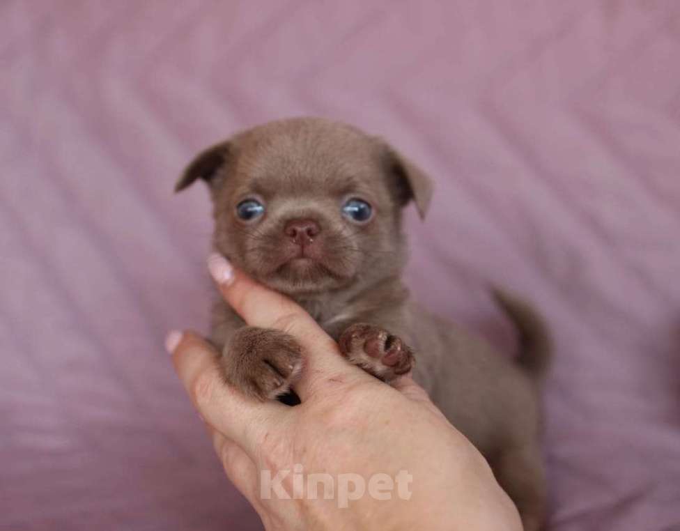 Собаки в Тольятти: чихуахуа Мальчик, 70 000 руб. - фото 3