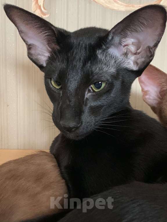 Кошки в Москве: Ориентальный котик Мальчик, 50 000 руб. - фото 3