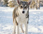 Собаки в Москве: Три щенячьх сердца ищут добрых хозяев Мальчик, Бесплатно - фото 4
