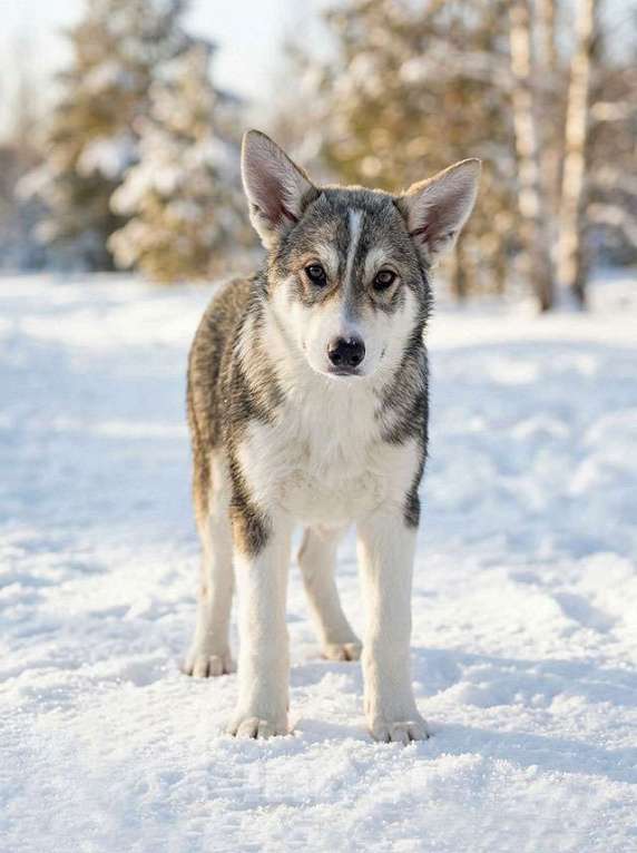 Собаки в Москве: Три щенячьх сердца ищут добрых хозяев Мальчик, Бесплатно - фото 4