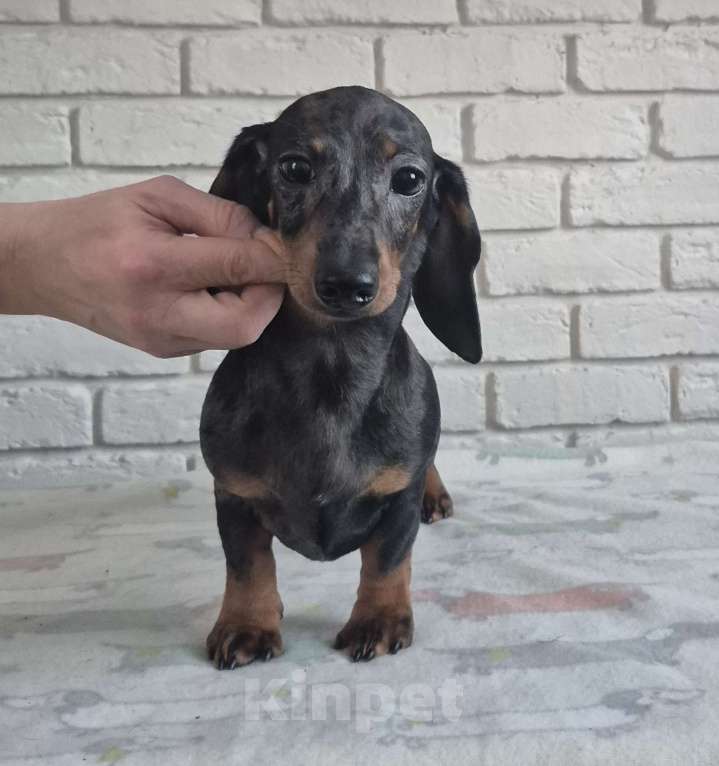 Собаки в Санкт-Петербурге: Такса кроличья мраморного окраса Девочка, Бесплатно - фото 1