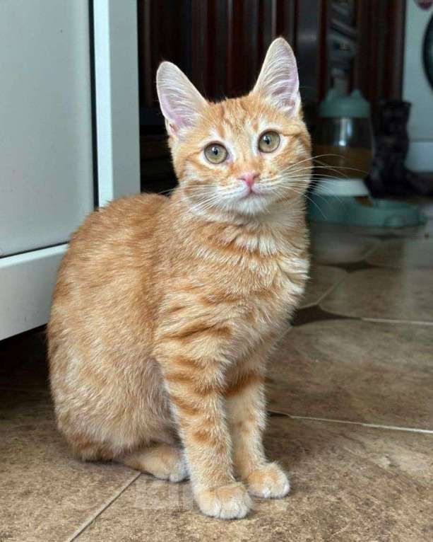 Кошки в Москве: Рыжая малютка ищет домик, почему же никто ее не замечает? Девочка, Бесплатно - фото 2