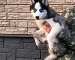 Собаки в других городах Тульской области: Сибирский хаски ездовой Девочка, 15 000 руб. - фото 1