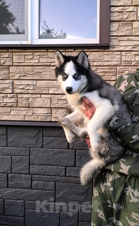 Собаки в других городах Тульской области: Сибирский хаски ездовой Девочка, 15 000 руб. - фото 1
