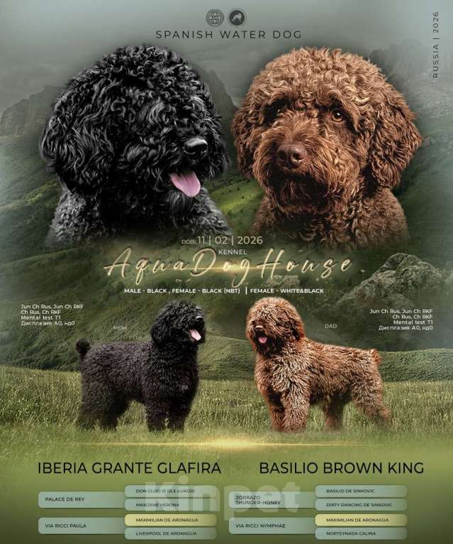 Собаки в других городах Ярославской области: Щенки испанской водяной собаки! Разнополые, 200 000 руб. - фото 1